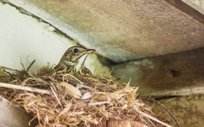 What’s Attracting Birds into My House?