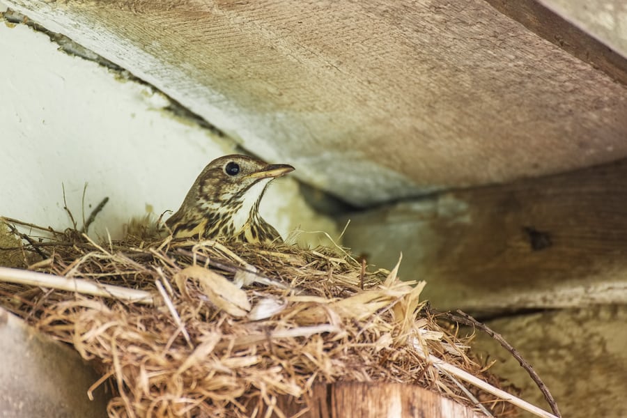 bird control fresno