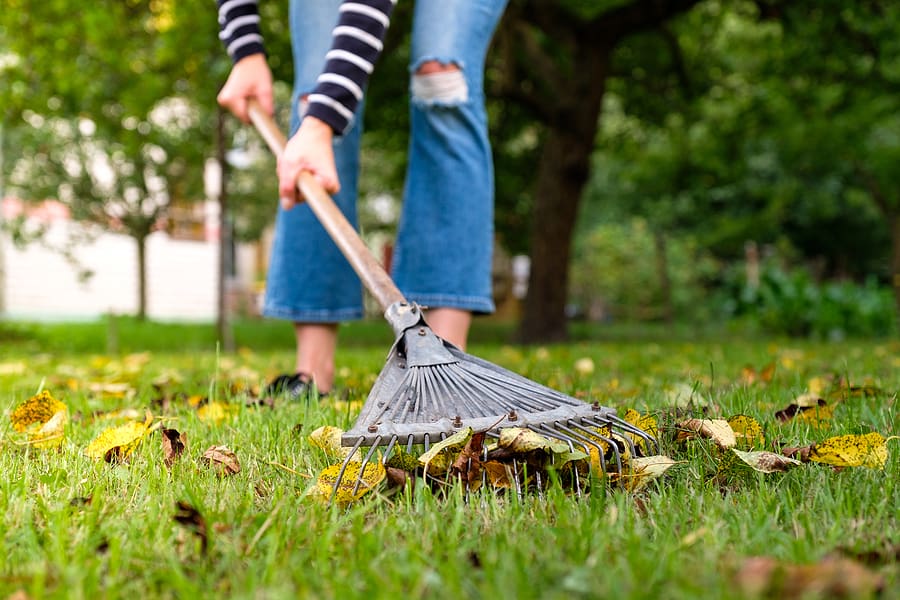 Lawn Care: Maintaining Through Fall