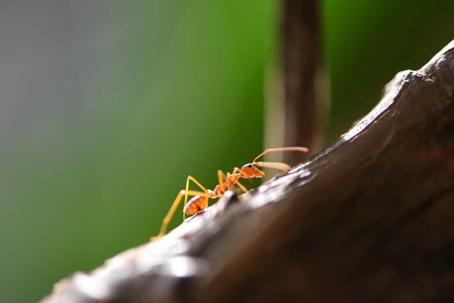 Fire Ants: Still Active in Fall?