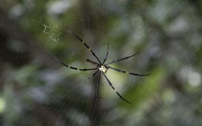 Orb Weaver Spiders: Dangerous or Not?