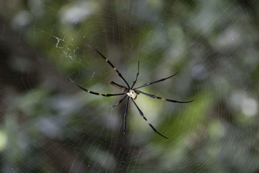 Orb-Weaver Spiders: Spooky Webs But Great For Pest Control