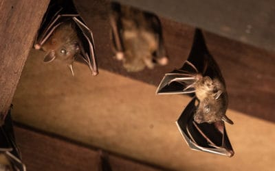 Attic Invaders