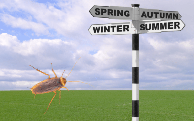 Is There A Cockroach Season?