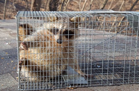 Nuisance Pests and How To Control Them | Wildlife Control