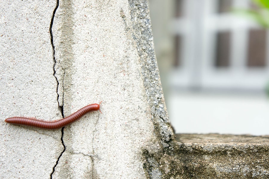 How To Get Rid of Millipedes Naturally