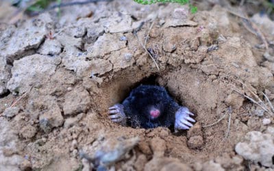What Attracts Moles to Your Yard?