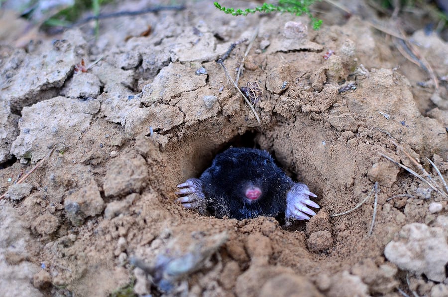 What Attracts Moles to Your Yard?