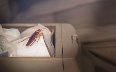 What’s Attracting These Roaches?!