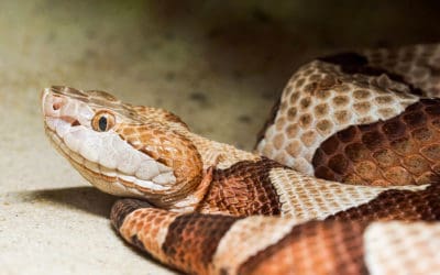 When Is Snake Season?