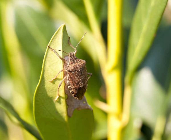 Stinkbug