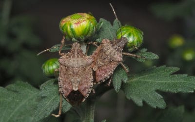 Kudzu Bugs vs. Brown Marmorated Stink Bug: What’s the Difference?