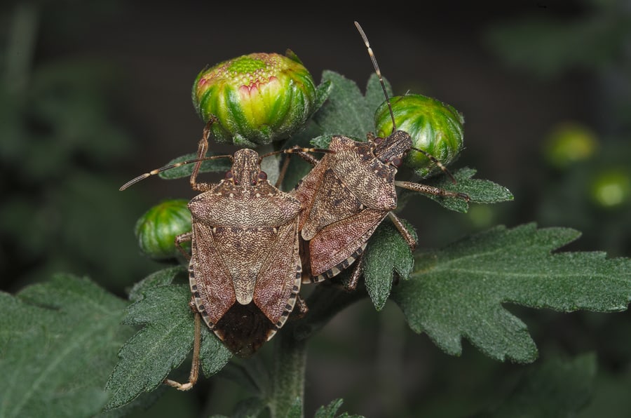 Kudzu Bugs vs. Brown Marmorated Stink Bug: What’s the Difference?