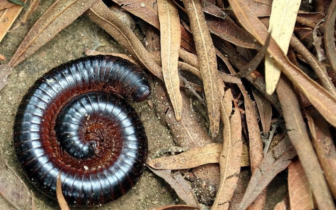 Millipedes in House — Natural Ways to Remove and Prevent Them