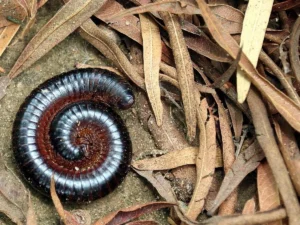 Millipedes in house — natural ways to remove and prevent them. A Northwest Exterminating guide for Southeast homeowners.