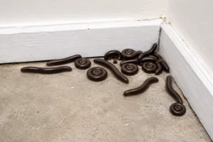 Multiple millipedes clustered along a residential basement baseboard after a heavy Southeast rain — a typical sighting that triggers homeowner searches for natural removal.