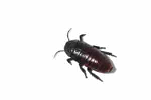 Oriental Cockroach