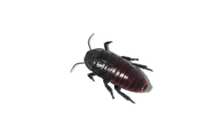 Fall Pest Control: Oriental Cockroaches