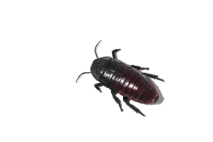 Fall Pest Control: Oriental Cockroaches