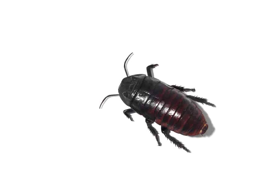 Oriental Cockroach