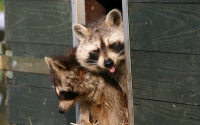 Wildlife on the Move!