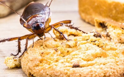 Keep Your Kitchen Pest-Free!