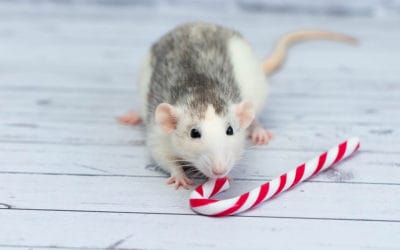Have a Pest-Free Holiday!