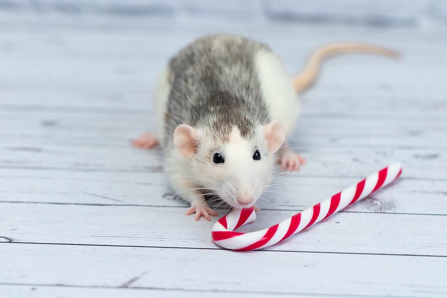 Have a Pest-Free Holiday!
