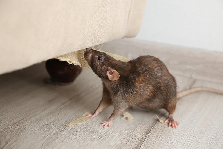 Is That A Rat or A Mouse and Why It Matters | Rodent Control