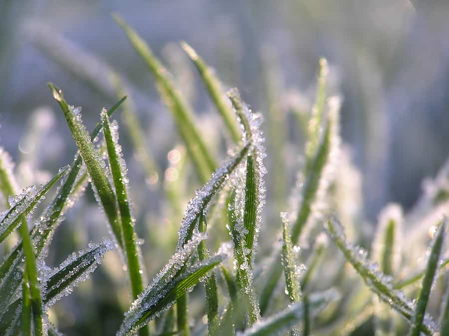 Winter Lawn Care Essentials