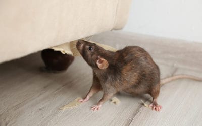 A Guide to Home Pest Control