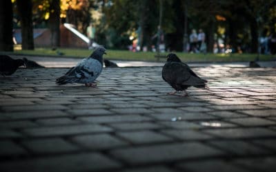 How to Get Rid of Pigeons