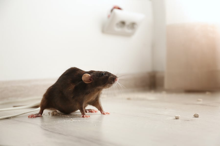 Steel wool against mice, rats and other rodents