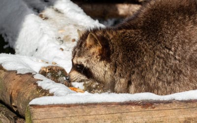 Avoiding A Winter Wildlife Invasion