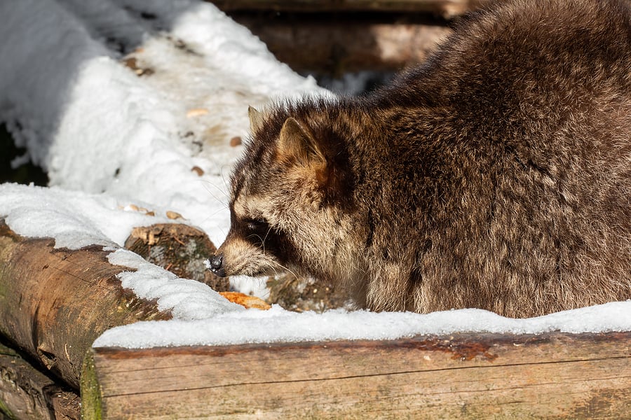 Avoiding A Winter Wildlife Invasion