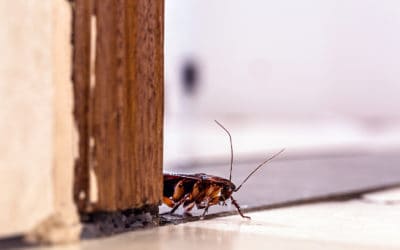 A New Year’s Resolution: Keeping Pest-Free!