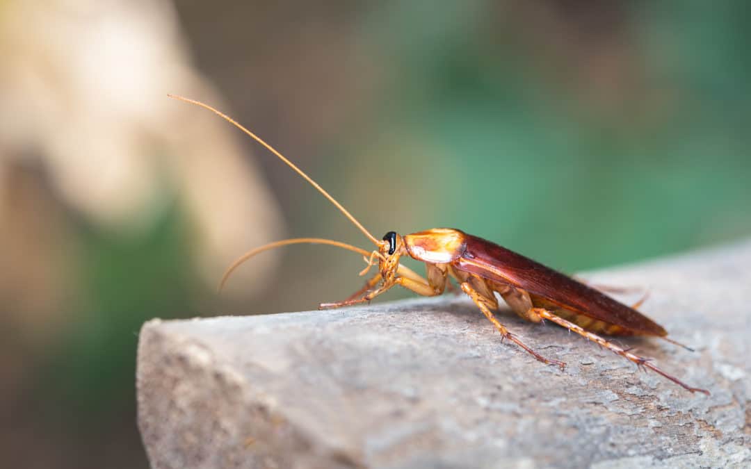 Oriental Cockroach Vs American Cockroach