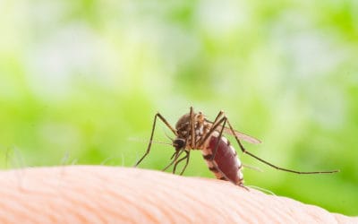 The Importance of Mosquito Treatments