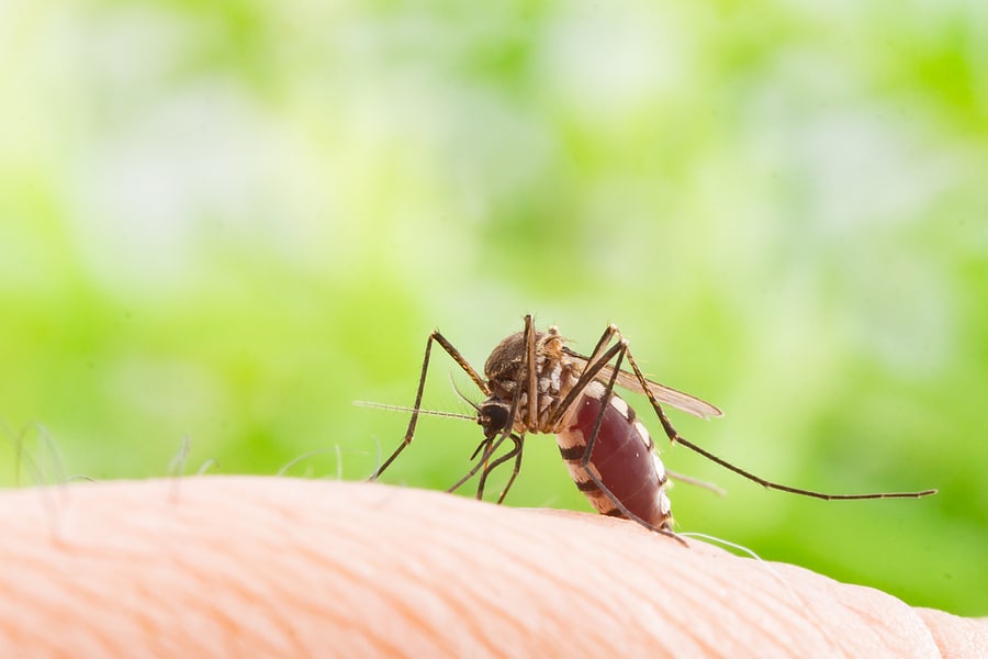 The Importance of Mosquito Treatments