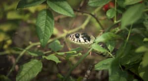 Snake Season