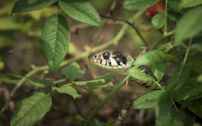 How to Prepare for Snake Season
