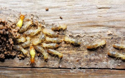 DIY Subterranean and Drywood Termite Control
