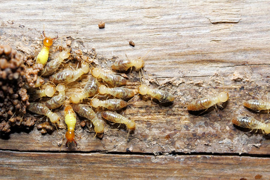 Termite Extermination