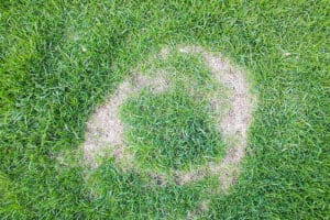 Yellow Lawn