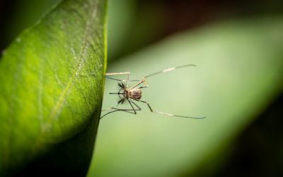 What Is the Best Way to Keep Mosquitoes Away?
