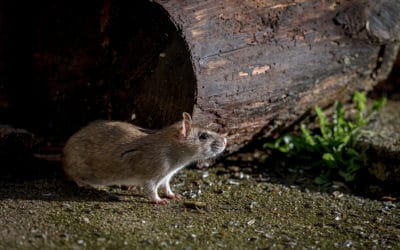 Common Invading Rodents