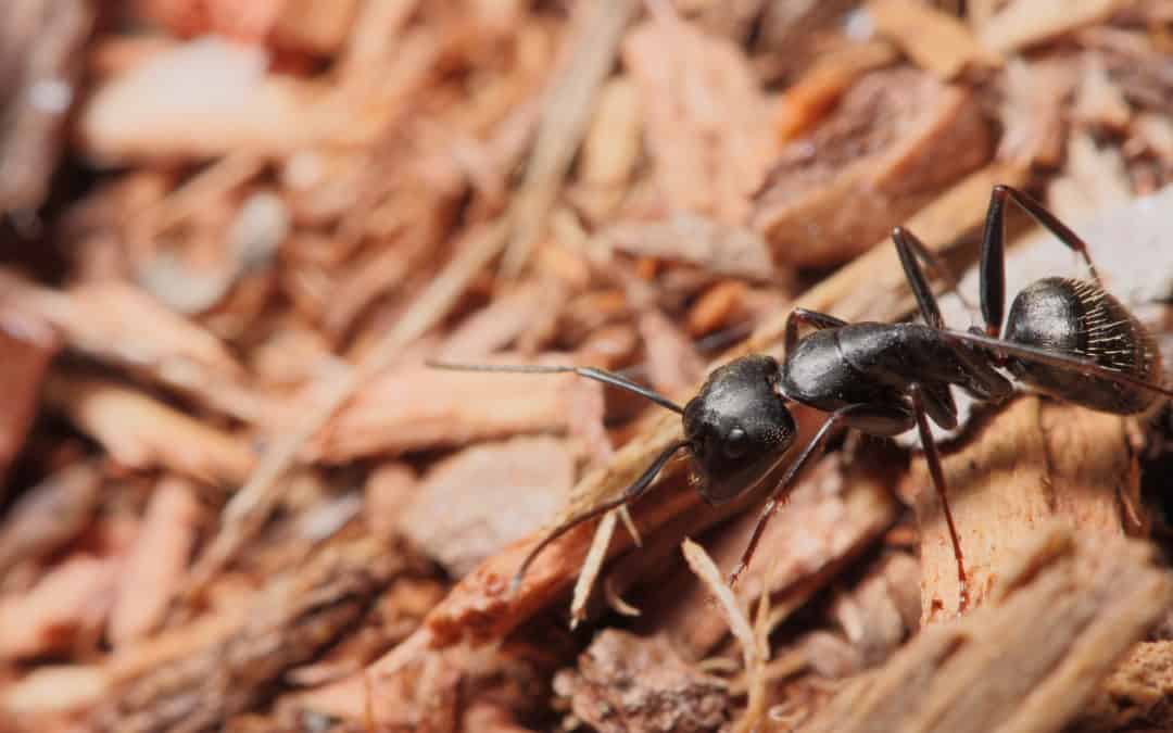 Carpenter Ants: The Silent Destroyers