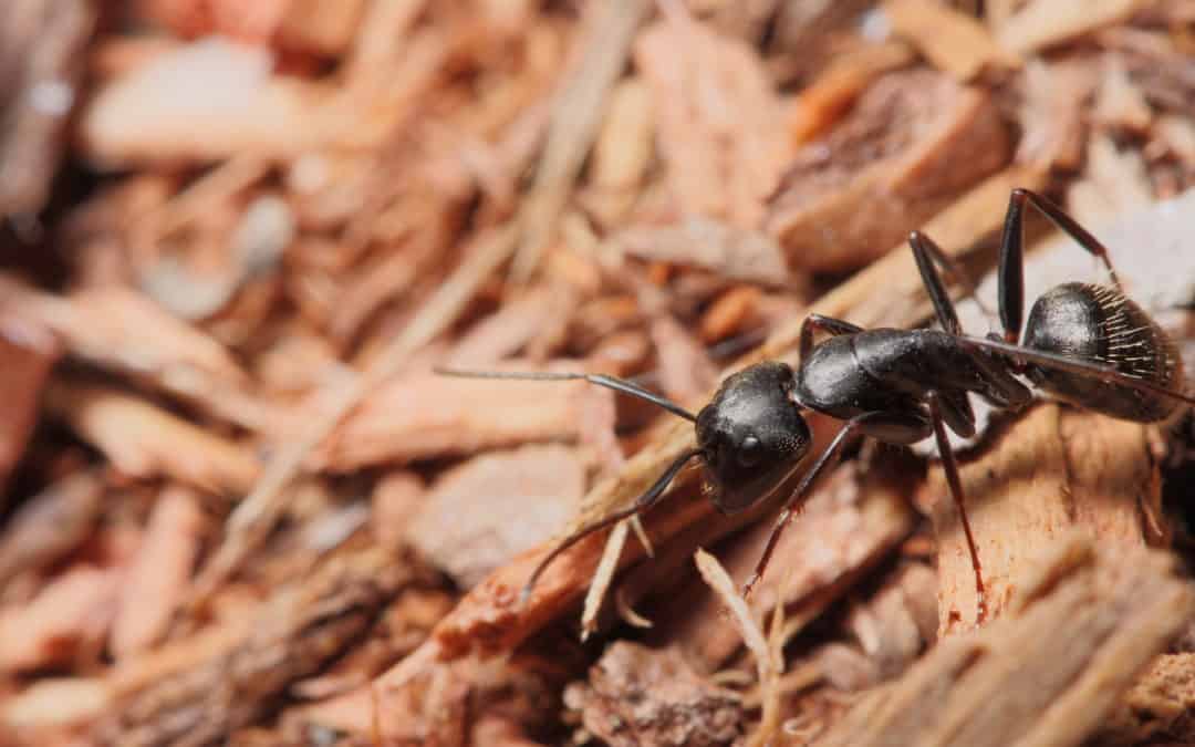 Carpenter Ant