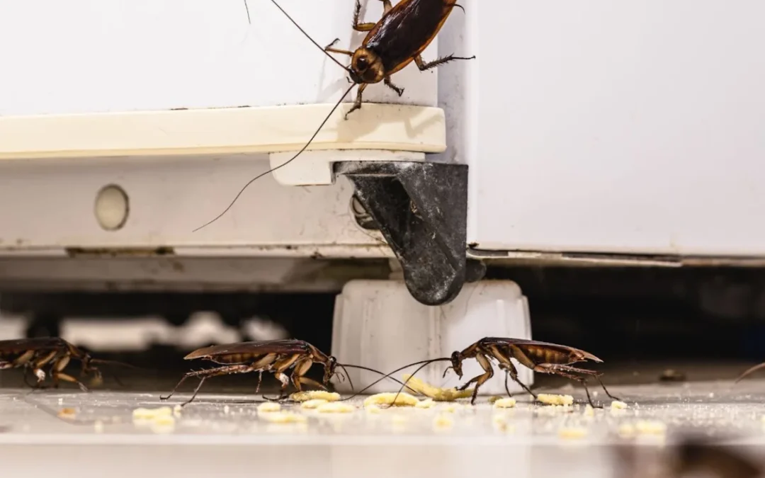 Does One Cockroach Mean a Roach Infestation?