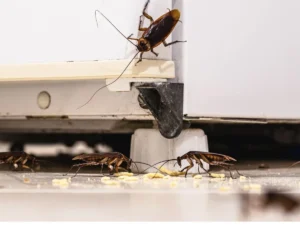 Does one cockroach mean a roach infestation? A Northwest Exterminating guide for Georgia homeowners.
